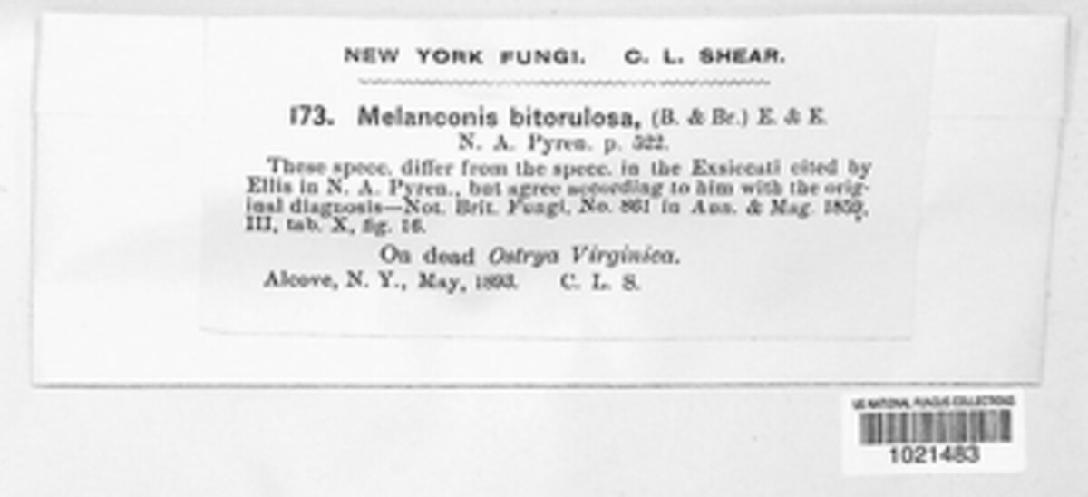 Wuestneia chrysostroma image